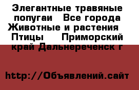 Элегантные травяные попугаи - Все города Животные и растения » Птицы   . Приморский край,Дальнереченск г.